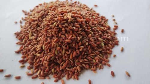 Buy Organic Mappillai Samba Rice online 
